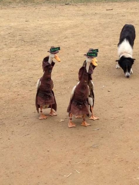 Duck Detective, Duck Pics, Runner Ducks, Cute Ducks, Animal Funnies, Fluffy Cows, Funny Animal Photos, Open Day, Funny Birds