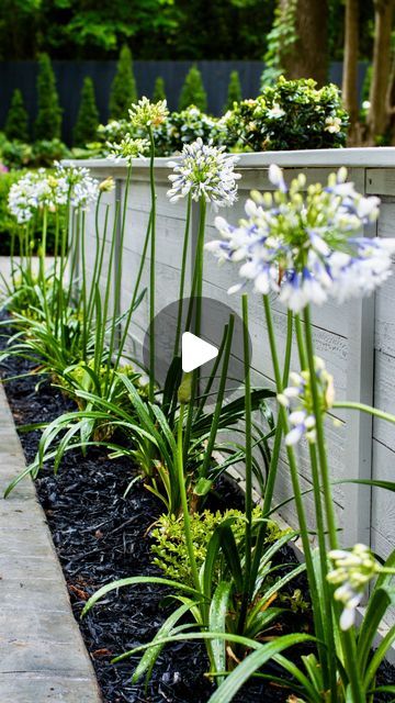 Tyler & Brian on Instagram: "Have you ever considered an Agapanthus hedge? The next addition to our entryway garden had to be impactful and we fell in love with the color variation of this gorgeous Indigo Frost Agapanthus from @southernlivingplantcollection. Large white globes of bi-color flowers that change from blue in the throat to white on the petal’s edge… a stunning view as you enter our garden!  . . . #agapanthus #lily #lilyofthenile #purple #flower #flowerphotography #southern #southernplants #southernliving #gardenfamily #greenthumb #gaygardener #plantgay #gardenerinlove #diylandscaping #gardenstyles #garden #gardenlife #inmygarden #gardendiy #gardenersofig #gardeninspiration #carolinagarden #gardenproject" Agapanthus Border, Agapanthus Landscaping, Lilly Garden Ideas, Agapanthus Care, Agapanthus Garden, Blue Agapanthus, White Agapanthus, Entryway Garden, African Lily