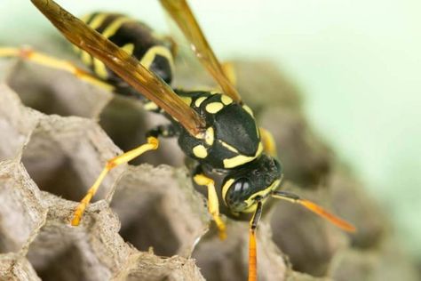 Essential Oil For Wasp Sting, Essential Oils For Bee Stings Swelling, Essential Oils For Wasp Stings, Essential Oil Wasp Sting, Essential Oils For Bee Stings, Bee Sting Essential Oil, Wasp Sting Remedy, Wasp Sting, Bug Bites Remedies