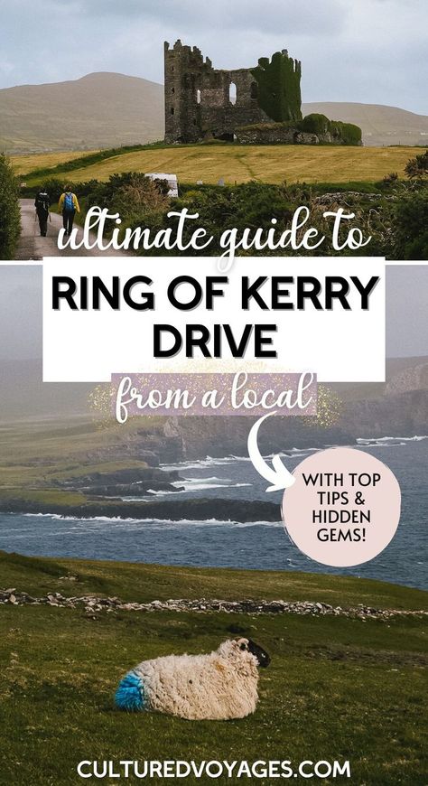 ring of kerry drive pin cover, with image of sheep with blue blob of paint sitting on headland in ireland with sea in background, and two tourists walk towards a castle ruin along ireland's ring of kerry Scotland Honeymoon, Ring Of Kerry Ireland, Castle Hotels In Ireland, Ireland Packing List, Ireland Honeymoon, Killarney Ireland, Ireland Pictures, Ireland Road Trip, Ireland Itinerary