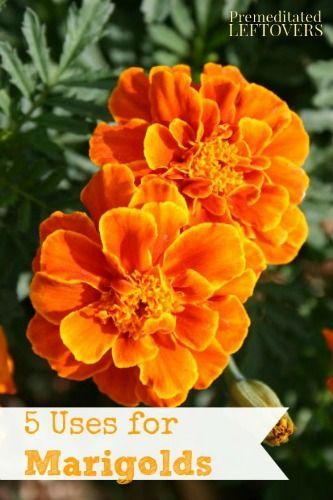 5 Ways to Use Marigolds in Your Home and Garden - Marigolds can be quite helpful around the home and garden and serve some important purposes. Marigolds In Garden, Flower Gardening, Sun Plants, Summer Plants, Tire Repair, Country Garden, Healing Herbs, Orange Flower, Landscape Ideas