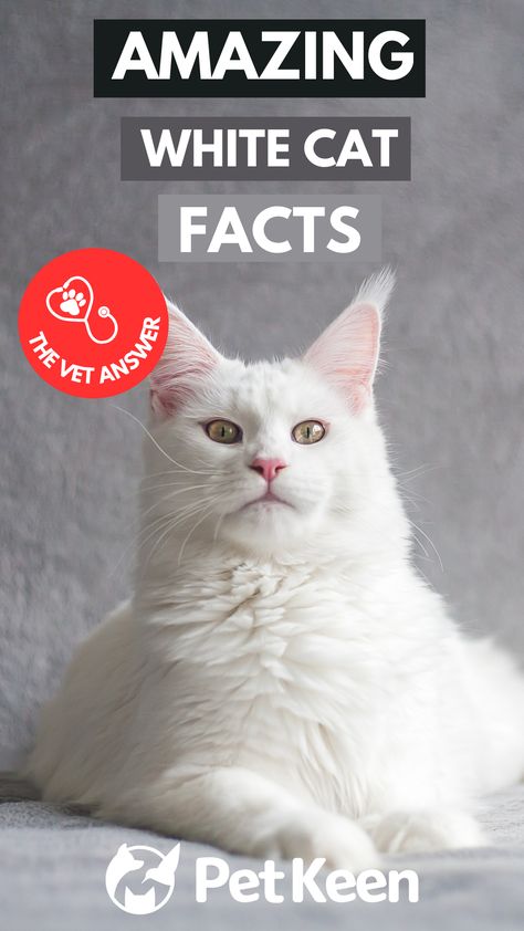 Like every pet has its own history, features, and facts, white cats also have many impressive features. Manifestation Game, White Cat Spiritual Meaning, Cat Facts Funny, Cat Purring Facts, Fun Facts About Cats, Facts About Cats, Facts About Cats Did You Know, Why Do Cats Purr, Cat Personalities