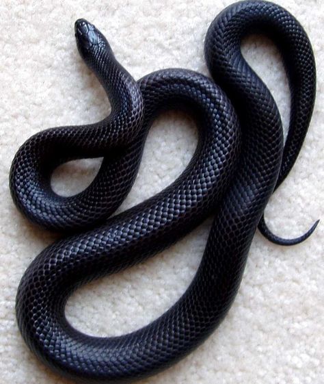 Coluber Constrictor ~ Black Racer🐍 Cool Snakes, Black Racer, Reptile Snakes, Cute Snake, Pet Snake, Beautiful Snakes, White Snake, Black Snake, Black Animals