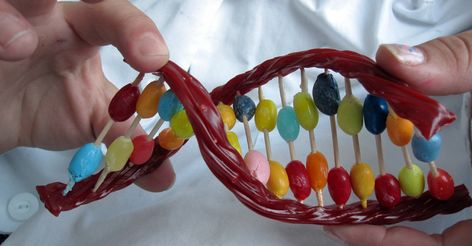 An educational (and delicious) introduction to DNA structure through edible model building. What Is Dna, Dna Model Project, Free Science Printables, Learning Hacks, Dna Structure, Science Printables, Dna Project, Dna Model, Clever Classroom