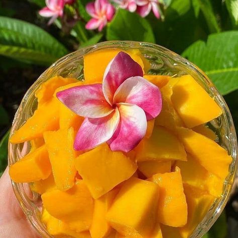 🌺🙏🏻🥭 Brazil Shoyo, Aesthetic Fruit, Fairy Food, Tropical Food, Party Food Buffet, Cute Coquette, Healthy Food Motivation, Flowers Aesthetic, Food Is Fuel