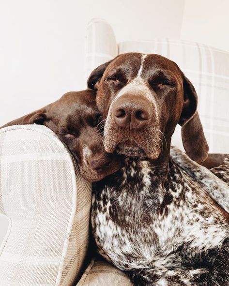 German Pointer Puppy, Gsp Puppy, Pointer Puppy, German Pointer, Shorthair Pointer, Gsp Puppies, German Shorthaired Pointer Dog, Pointer Puppies, Puppy Proofing