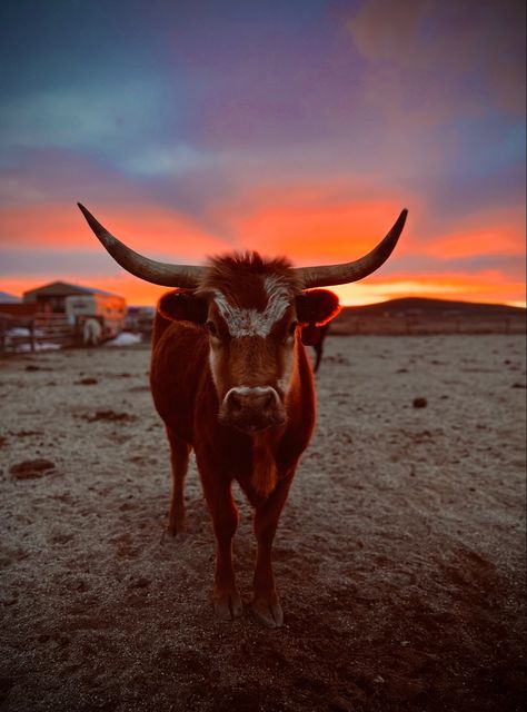 Longhorn Cow Longhorn Wallpaper, Grunge Cowgirl, Big Cow, Cow Photography, Country Backgrounds, Shots Photography, Cow Print Wallpaper, Longhorn Cow, Long Horn