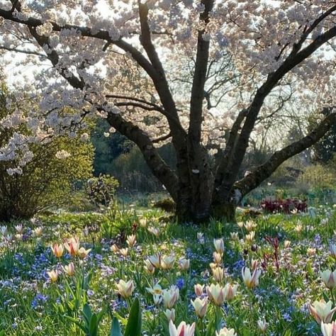 Claudia de Yong on Instagram: "We talk about having meadows of wild flowers for Spring and Summer but how about this as a beautiful alternative when using species Tulips.   The whole combination comes alive with one variety of Tulip 🌷in this case Tulipa kaufmanniana ‘Ice Stick’ (good as a it flower too) rising above a sea carpet of blue Chionodoxa forbesii.   A spreading Prunus x yedoensis frames the entire scene in the background, with it’s spreading outstretched branches it seems to be hugging the flowers below. Later on in the season, Paeonies create a second layer in the planting.   As they say - be different and stand out from the crowd and this surely makes for impact and effect beyond the standard meadow style planting.   Gorgeous image and planting @cassianschmidt" Chionodoxa Forbesii, Species Tulips, Prunus X Yedoensis, Flowers For Spring, Rising Above, Spring Fever, Spring Garden, A Sea, Pretty Places