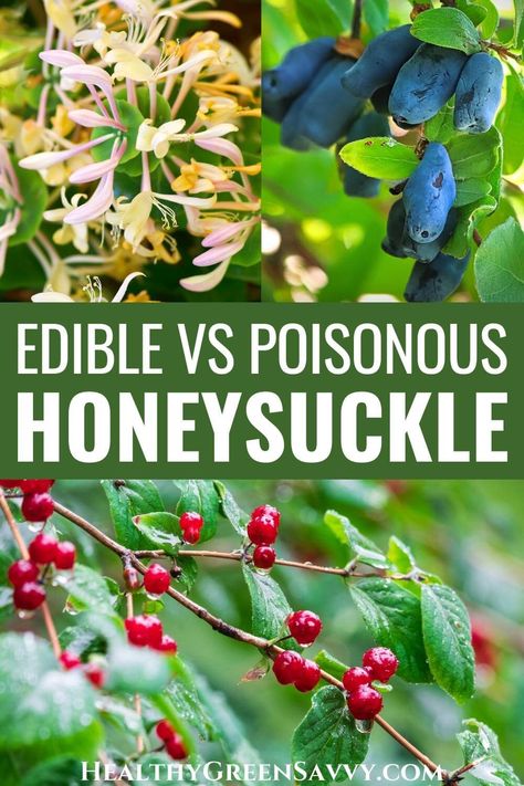 While most honeysuckle berries you'll find growing wild are poisonous, some types of honeysuckle berries grown in the garden are edible (as well as nutritious and tasty). Here's what to know about edible honeysuckle vs poisonous honeysuckle before you forage. #ediblewildplants | foraging guides | poisonous plants | edible wild food | honeysuckle identification | poisonous berries | edible wild fruit | Red Honeysuckle, Honeysuckle Berries, Herbal Knowledge, Poisonous Berries, Plant Knowledge, Herbs Remedies, Foraging Guide, Honeysuckle Plant, Medicinal Wild Plants