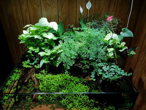 Nigel Tobey's Resplendent Riparium Planting Riparium Aquascape, Riparium Plants, Riparium Ideas, Pea Puffer, Snake Tanks, Flooded Forest, Aquascaping Ideas, Aqua Scape, Aquarium Inspiration