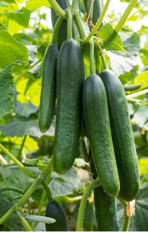 Cucumbers Growing, Cucumber Plants, Cucumber Gardening, Cucumber Trellis, Vegetable Garden Tips, Vegetable Plants, Cucumber Plant, Growing Cucumbers, Vegetable Garden Diy