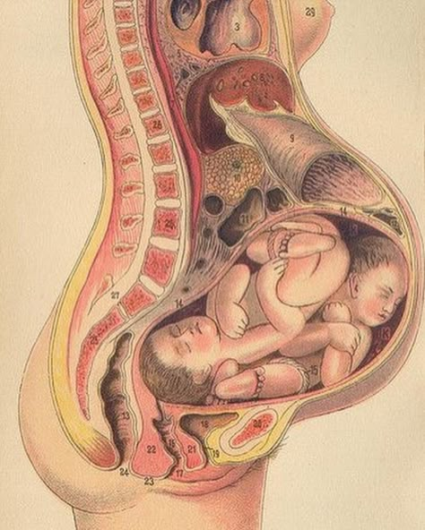 ENJOY #nomadchic HERE: http://www.nomad-chic.com  http://nomadchic.myshopify.com/collections/vendors?q=NOMADCHIC Twins In The Womb, Human Skeleton Anatomy, Pregnancy Belly Photos, Birth Art, Basic Anatomy And Physiology, Pregnancy Art, Pretty Pregnant, Human Body Anatomy, Human Body Parts