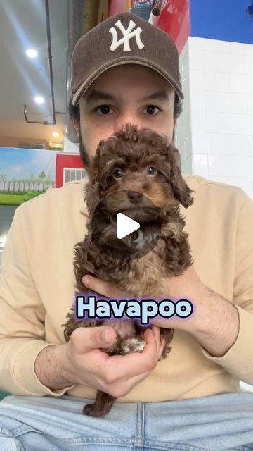 Citipups on Instagram: "Sneak peak at the havanese x Poodles mix pups that will be available tomorrow morning! Which one is your favorite? 

#havapoo #havanese #toypoodle #havapoopuppy #nycpuppies #puppiesofnyc #citipups" Havapoo Haircuts, Havapoo Puppies, Poodle Mix Puppies, Havanese Puppies, Havanese Dogs, Poodle Mix, Toy Poodle, April 25, Which One Are You