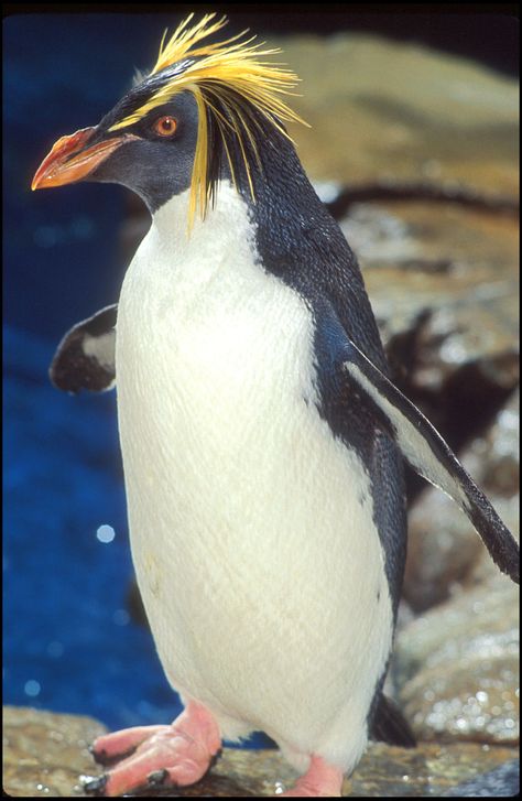 Macaroni Penguin    Antartica Macaroni Penguin, Penguin Day, Rockhopper Penguin, Penguin Pictures, Flightless Bird, Pretty Birds, Sea World, Animal Planet, Sea Animals