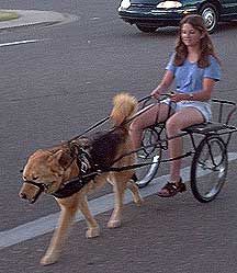 Dog Cart DIY | want to build a dog cart "...Does wanting to do this make me a bad person?" Diy Dog Cart, Dog Cart, Dog Pulling Cart, Diy Dog Bike Trailer, Dog Sleigh, Dog Trolley, Dog Stroller Large, Dog Equipment, Dog Trailer