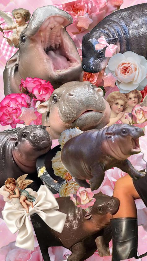 #moodeng #moodenghippo #moo #deng #hippo #wallpaper Moo Deng Wallpapers, Moo Dang Wallpaper, Cute And Funny Wallpapers, Moo Dang, Phone Wallpaper Funny, Shuffle Wallpaper, Cute Backrounds, Hello Wallpaper, Cute Summer Wallpapers