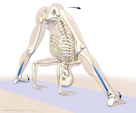 using the big toes in Prasarita Padottanasana Prasarita Padottanasana, Yoga Muscles, Skeleton Anatomy, Leg Bones, Yoga Anatomy, Frosé, Dog Poses, Human Anatomy Drawing, Muscle Anatomy