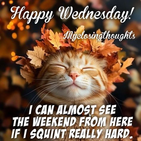 Wednesday Images, Wednesday Hump Day, Happy Wednesday Images, Friday Memes, Wednesday Greetings, Happy Birthday To Me Quotes, Morning Wednesday, Wednesday Humor, Friday Meme