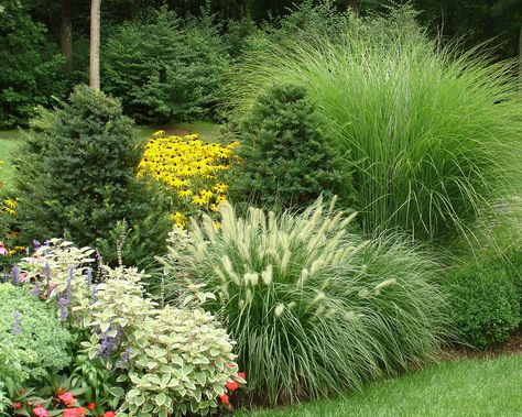 Johnsen Landscapes & Pools: Mixing ornamental grasses with evergreens works well in an exuberant plant border. Miscanthus Gracillimus, Evergreen Landscape, Privacy Landscaping, Grasses Landscaping, Front Landscaping, Grasses Garden, Garden Shrubs, Diy Backyard Landscaping, Have Inspiration