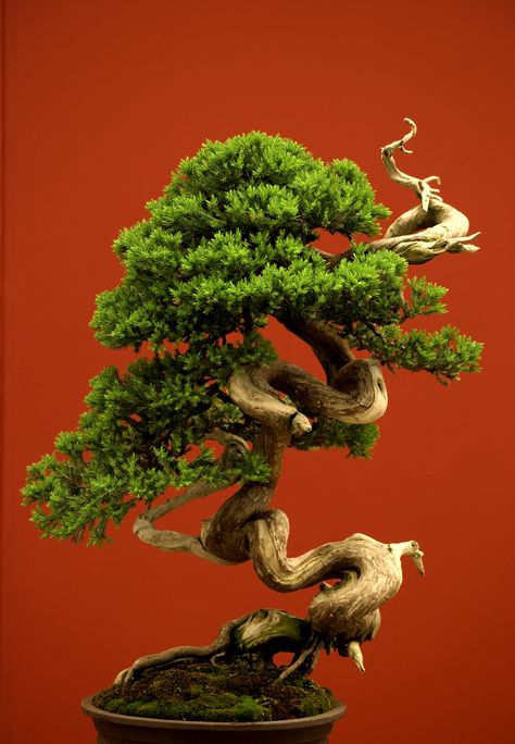 Bonsai For Beginners, Tree In A Pot, Bonsai Tree Care, Indoor Bonsai Tree, Plantas Bonsai, Japanese Bonsai, Indoor Bonsai, Bonsai Art, Miniature Trees