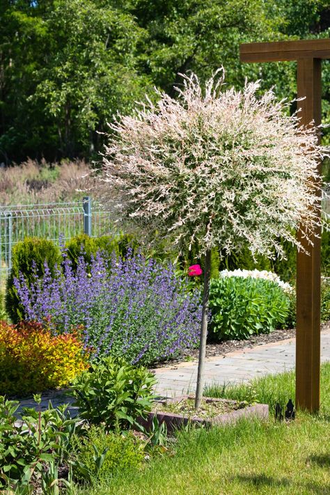 6 Reasons To Plant A Dappled Willow & How To Care For It Dappled Willow Tree, Willow Bush, Flamingo Tree, Hakuro Nishiki, Salix Integra, Boulder Garden, Willow Trees, Dappled Willow, Hillside Landscaping