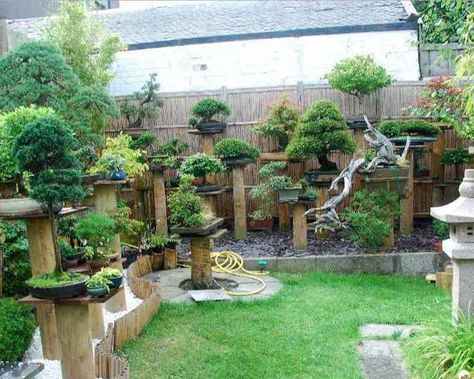 Bonsai garden design - Bonsai Empire Bonsai Orange Tree, Outdoor Bonsai Tree, Flowering Bonsai Tree, Bonsai Tree Types, Courtyard Landscaping, Indoor Bonsai Tree, Bonsai Soil, Indoor Bonsai, Bonsai Plants