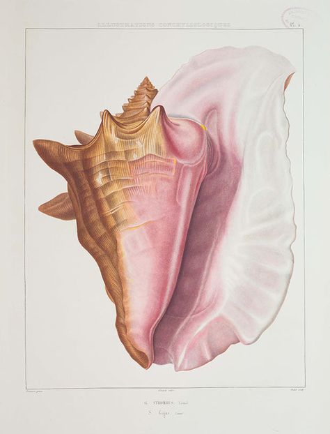 5 Gorgeous Old Pictures of Seashells | Mental Floss Seashell Illustration, Queen Conch Shell, Organic Forms, Vintage Drawing, Conch Shell, Shell Art, Art Plastique, Sea Shell, Conch