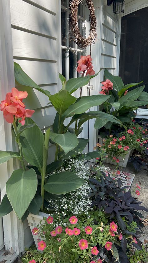 Are you wondering if your Canna Lilies Perennials or not? We've got you covered with our canna lily full grow guide! Canna Lily Landscaping, Canna Lily Garden, Canna Lilies, Lily Seeds, Canna Lily, Lily Garden, Peat Moss, Seed Pods, Orange Flowers