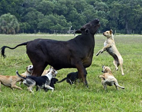 Lapponian Herder, Red Heeler Dog, Herding Cattle, Herding Dogs Breeds, Dog Print Tattoo, Catahoula Leopard, Catahoula Leopard Dog, Working Dog, Leopard Dog