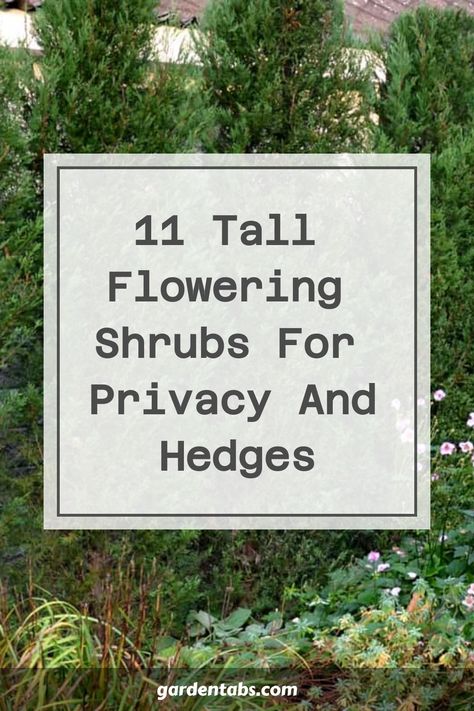 Enhance the privacy of your outdoor space with a delightful touch by incorporating vibrant flowering shrubs. These colorful hedges not only provide seclusion but also bring in a blend of hues, scents, and visual interest to your yard. Embrace nature's beauty. Tall Shrubs In Front Of House, Bushes For Privacy, Privacy Hedges Fast Growing, Podocarpus Hedge, Privacy Shrubs, Fast Growing Privacy Shrubs, Azaleas Care, Hedges Landscaping, Tall Potted Plants