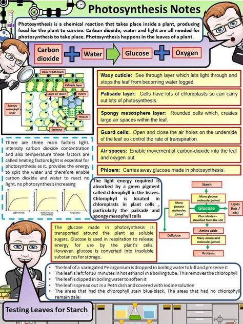 Biology Notes Photosynthesis, Grade 11 Notes, Cambridge Worksheets, Alevel Motivation, Biotechnology Notes, Biology Quotes, Agriculture Notes, Gcse Science Revision, Igcse Biology