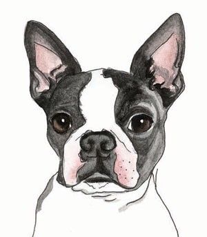 Terrier Drawing, Boston Terrier Art, Boston Terrier Funny, Boston Terrier Love, Boston Terrier Puppy, Animal Advocacy, Terrier Puppies, Terrier Puppy, Boston Terrier Dog