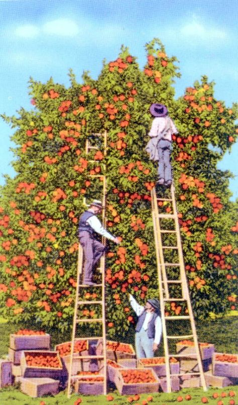 Florida Memory - Picking oranges Picking Oranges, Florida Vintage, Orange California, Florida Oranges, Orange Grove, Florida Art, Orange Aesthetic, Vintage California, Orange Tree