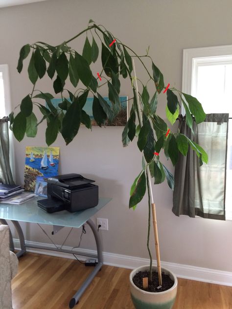 How should I prune a large indoor avocado plant? - Gardening & Landscaping Stack Exchange Indoor Avocado Tree, Indoor Tree Plants, Grow Turmeric, Indoor Plants Diy, Indoor Plants Low Light, Low Light Indoor Plants, Avocado Plant, Grow Avocado, Indoor Tree