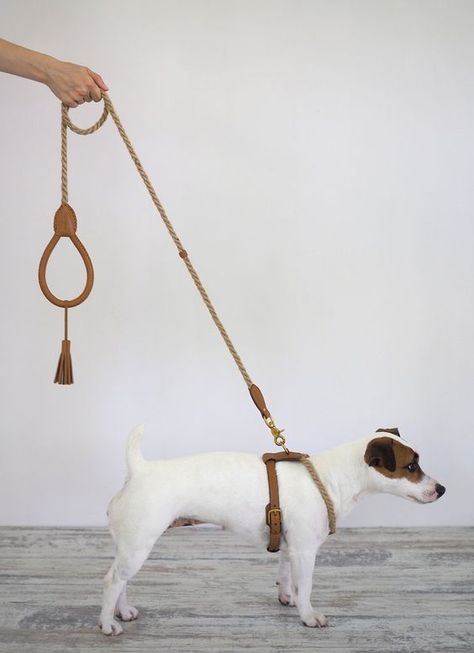 Things for Dogs: The Pinnacle of Pet Care Dog Accesories, Teddy Dog, Dog Branding, Pet Leash, Pet Harness, Brown Dog, Dog Wear, Luxury Dog, Diy Stuffed Animals