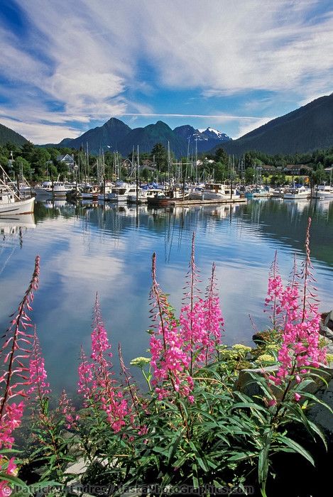 Sitka, Alaska. Love the Raptor Center! So beautiful in Sitks! Alaska Salmon Fishing, North To Alaska, Sitka Alaska, Alaska The Last Frontier, Alaska Fishing, Visit Alaska, Alaska Usa, Nature Pics, Inspirational Photos