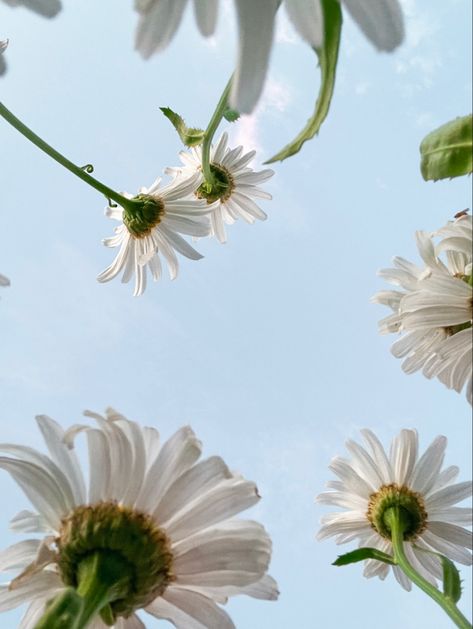 #summer #aesthetic #flowers #camomile Camomille Flowers, Chamomile Wallpaper Aesthetic, Camomile Flower Aesthetic, Camomile Tea Aesthetic, Summer Aesthetic Flowers, Aesthetic Daisy Pictures, Aesthetic Flowers, Aesthetic Themes, Summer Aesthetic