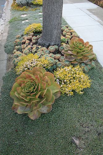 Replace your water- thirsty curbside lawn strip with this amazing low water use alternative of Dymondia, grey ground-cover, and mixed succulents. Taman Air, Succulent Landscape Design, Succulent Landscaping, Succulent Gardening, Have Inspiration, Cactus Y Suculentas, Modern Landscaping, Cactus And Succulents, Ground Cover