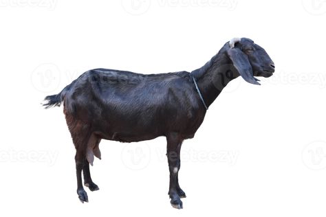 New Media, Goats, White Background, This Is Us, Clip Art, White, Animals