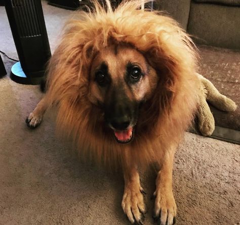 German Shepherd Lion Costume German Shepherd Halloween Costume, French Dog Names, German Shepherd Halloween, Dog Costumes Halloween Large, Shepherd Costume, Dachshund Costume, Pet Instagram, Female German Shepherd, Best Small Dogs