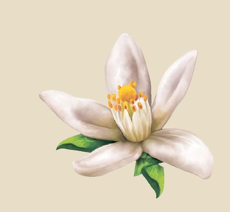 Orange Blossom Drawing, Orange Blossom Tattoo, Mandarin Garnet, Flower Cut Out, Blossom Tattoo, Jasmine Flower, Orange Tree, White Tattoo, Botanical Painting