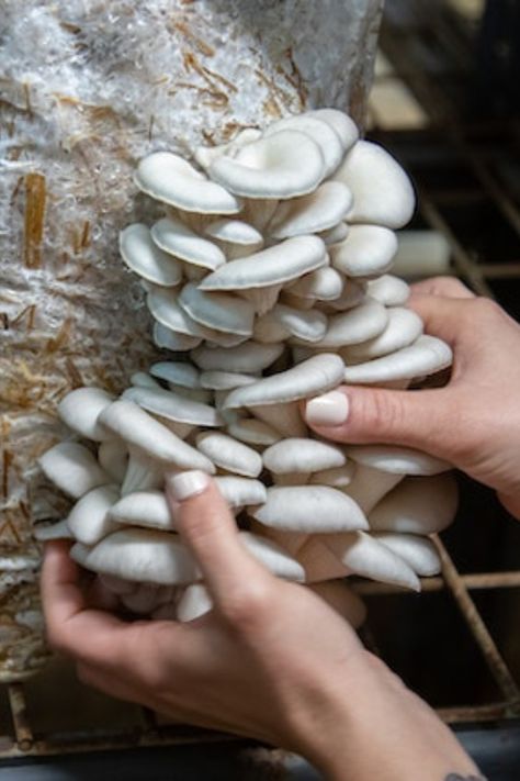 Oyster Mushroom Cultivation Growing and Harvesting Oyster Mushrooms How To Grow Mushrooms, Mushroom Farming, Grow Mushrooms, Mushroom Growing, Mushroom Cultivation, Garden Mushrooms, Black Truffle, Food Culture, How To Grow