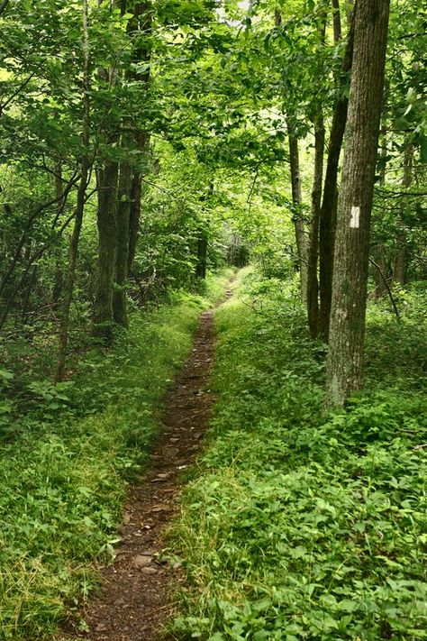 Thru Hiking, Shenandoah National Park, Forest Path, Appalachian Trail, Walk In The Woods, In The Woods, The Great Outdoors, Bonsai, Beautiful Nature