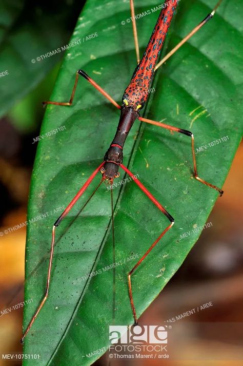 stick insect / walking stick (Phasmatodea - Phasmida), Stock Photo, Picture And Rights Managed Image. Pic. MEV-10751101 | age fotostock Walking Stick Bug, Walking Stick Insect, Swamp Fairy, Stick Insects, Stick Bug, Insect Species, Stick Insect, Insect Collection, Arthropods