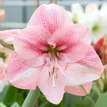 Amaryllis Christmas, Pink Amaryllis, Amaryllis Plant, Plant Encyclopedia, Amaryllis Flowers, Amaryllis Bulbs, Soft Pink Color, Indoor Flowers, Pink Garden