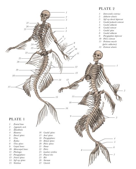 The Stranger Book, Mythological Animals, Diy Gifts For Dad, Mermaid Print, Mythological Creatures, Skeletal, Art Anime, Manga Girl, Fantasy Creatures