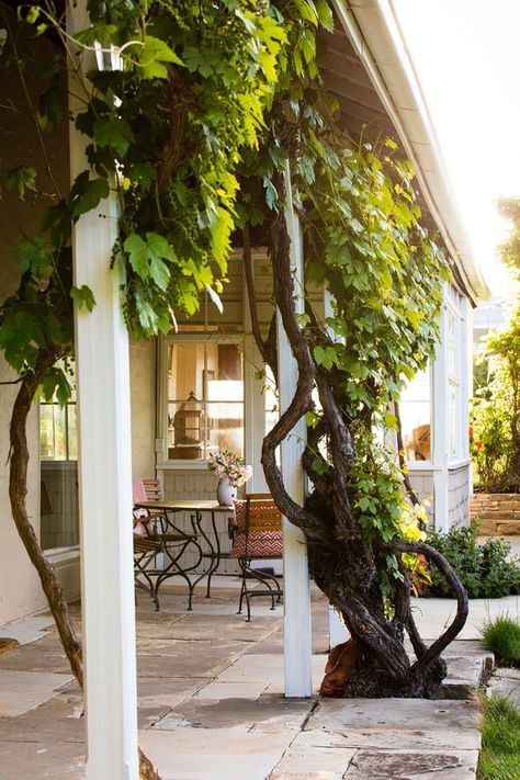 Edible Front Yard, Grape Tree, Gardening Food, Rural Property, Edible Landscape, Front Verandah, Privacy Plants, Grand Garden, Landscaping Garden