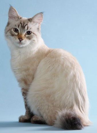 American bobtail cat, se parece mucho a mi niña zimba.... Warriors Oc, Fluffy Cat Breeds, American Bobtail Cat, Purebred Cats, Rare Cat Breeds, Cat References, American Bobtail, Bobtail Cat, Japanese Bobtail