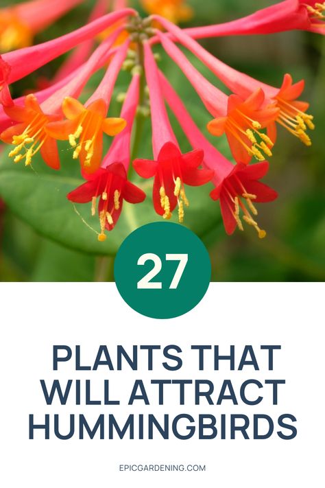 Creating an environment that's perfect for hummingbirds is easy! These 27 native plants will help attract hummingbirds to your garden while boosting the natural beauty of your landscaping design. This comprehensive list contains plants that will enhance your hummingbird garden without the need for bird feeders. Check out the best plants to attract hummingbirds to your backyard! Hummingbird Attracting Flowers, Hummingbird Plants Perennials, Plants To Attract Hummingbirds, Hummingbird Plants, Attract Hummingbirds, African Violets Plants, Orange Plant, Plant Zones, Violet Plant