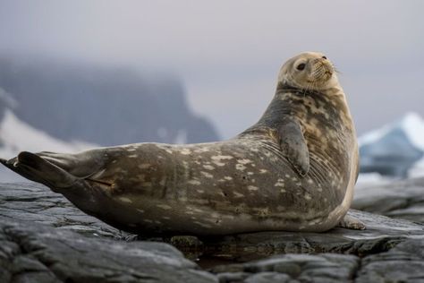 Weddell seals are large, active mammals that inhabit the icy Southern Ocean waters around Antarctica. They are an iconic species, considered to be key indicators of the ecosystem health in these regions. Weddell seal populations have been studied since the 1960s, making them one of the best studied mammals in the world. Despite this, little is known about large scale patterns in their distribution, population size, and structure. #weddellseals #seals #sealpopulations #ecosystems Weddell Seal, Leopard Seal, Harp Seal, Harbor Seal, Elephant Seal, Dnd Classes, Southern Ocean, Killer Whales, Large Animals